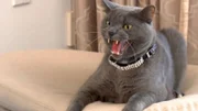 The cat.