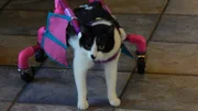 Ziggy in a cart on the tile floor.