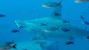 Im riesigen marinen Schutzgebiet von Galapagos gedeihen Hammerhaie. Ihren Namen verdanken sie dem hammerartigen Kopf an dessen äusseren Enden sich die Augen befinden.