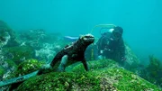 Touristenführer Mathias Espinosa betrachtet eine Meerechse unter Wasser. Diese Tiere sind die einzigen Echsen der Welt, die ins Wasser steigen, um Algen zu fressen.