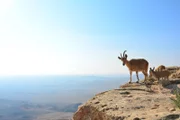 A pair of Nubian ibex (Capra nubiana) stand atop high cliffs in the Israeli desert. This pair are a mother and kid - the kid is only a few days old and already has the skills to navigate the vertical cliffs.