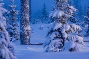 Overhalla, Norway - Nature around the rescue area. Trees, snow and dusk.