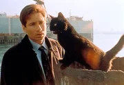 Mulder (David Duchovny), der eben noch einen haitianischen Jungen verfolgt hat, sieht sich plötzlich einer schwarzen Katze gegenüber - Voodoo-Zauber?