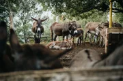 Auf dem Balkan sicherten noch vor 30 Jahren die Esel den Bauern das Überleben – bis Landflucht und Maschinen sie in den Augen ihrer Besitzer überflüssig und wertlos werden ließen.