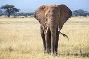 Bull Elefant, loxodonta africana, im Grasland des Amboseli Nationalparks, Kenia