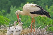 Storchenfamilienidylle: Noch wird im Nest der Weißstörche bei Sonnenschein gefüttert. Wenn allerdings Gewitter aufziehen, liegt ihr Horst sehr exponiert.