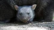 Nachwuchs-Check bei den Wombats: Auch bei den australischen Zoobewohnern gibt es ein Jungtier. Das lebt aber immer noch im Beutel seiner Mutter Maya und steckt nur selten die Nase oder eine Pfote raus. Sylvia Nietfeld möchte wissen, wie es dem Wombat-Baby geht. Mit einem Trick gelingt es ihr, den Mini-Wombat ein klein wenig aus seinem sicheren Beutel-Versteck zu locken.