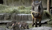 Warzenschwein mit Ferkeln im Zoo Berlin