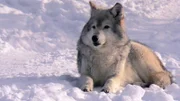 A wolf lying on the snow