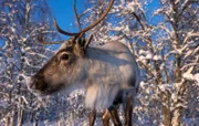 Im Winter kommen die Rentiere aus den Bergen bis an die Ostseeküste. In den Wäldern und auf den vorgelagerten Inseln suchen sie unter dem Schnee nach Futter.