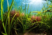 Überall entlang der Ostseeküste wachsen Seegraswiesen. Sie produzieren Sauerstoff und dienen als Kinderstube für viele Fischarten.