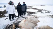 Die Familie Pingayak findet einen angespülten Wal am gefrorenen Strand. (National Geographic/Matt Kynoch)