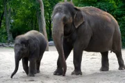 Elefanten-Mädchen Anchali mit Elefanten-Kuh Pang Pha im Zoo Berlin.