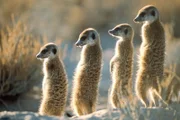 Meerkats. As seen on MEERKAT MANOR.