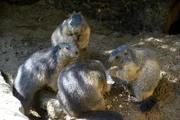 Die Murmeltiere aus dem Zoo Berlin, die sich ordentlich Winterspeck anfressen.