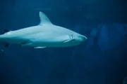 Shark in Ushaka Marine World, blue background Location: Durban, South Africa
