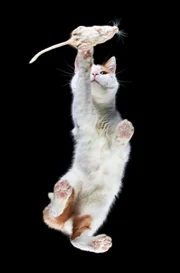 Ergebnis eines außergewöhnlichen Tiershootings mit doppelter Verglasung: „Mouse under cat“