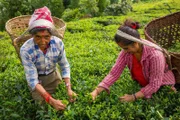 Die Reise beginnt im Osten an der Grenze zu Indien, in der wunderschönen Hügellandschaft der Teeplantagen von Ilam.