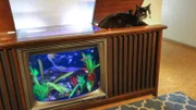 Henri enjoying his new Cat TV tank.