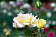 Universum: "Rose - Königin der Blumen", Rosen sprechen weltweit eine eindeutige Sprache. Sie haben die Menschheit schon vor Jahrtausenden berührt und verführt. Ihre Zuchtformen und ihre Namen sind ein Spiegel der Zeitgeschichte. Eine der berühmtesten Sorten hat die Rose auch zu einem Friedenssymbol erhoben: Die Gloria Dei alias Peace Rose. Sie wurde die erfolgreichste Gartenrose aller Zeiten. Der Film stellt die biologischen Besonderheiten der Rose vor, erläutert, warum gerade die Rose zu einer solchen Fülle an Sorten fähig ist und zeigt, wie die Zusammensetzung des Rosendufts auf Tiere und Menschen wirkt, warum manche weiße Gartenrosenblüte bei Regen rote Tupfen bekommt und warum die Rote Spinne Bikini-Rosen liebt.