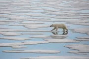 Ein junges Eisbärenweibchen auf der Insel Svalbard wandert durch die Schmelzwasserkanäle auf dem Meereis. Zu dieser Jahreszeit wird die Jagd schwierig, da das Packeis zu schmelzen beginnt. (National Geographic/Tom Hugh Jones)