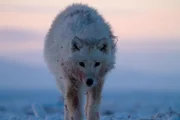 The team followed a pack of Arctic wolves in the Canadian Arctic. They were able to capture for the first time, wolves predating Musk oxen. The team followed the pack for weeks before they came across a herd. By slowly gaining the pack’s trust, they were able to film them hunting and killing a mother and calf. (National Geographic/Anthony Pyper)