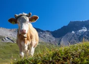 Die Kühe verbringen den Sommer auf der Alp