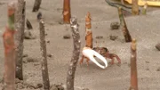 Die Winkerkrabbe ist ein typischer Mangrovenbewohner. Die Männchen haben eine große Schere, mit der sie Weibchen herbeilocken und ihr Revier verteidigen.