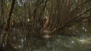 Mangrovenbäume haben sich keinen lebensfreundlichen Standort für Pflanzen ausgesucht. In Küstenregionen herrschen Ebbe und Flut und außerdem ist das Meerwasser salzig.