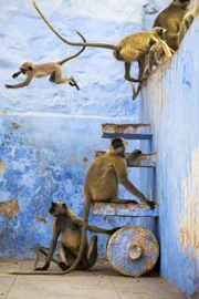 Hanuman-Languren haben Narrenfreiheit in der blauen Stadt Jodhpur in Indien. Die Menschen lieben und verehren sie. Genau wie andere heilige Tiere sind sie gesetzlich geschützt.