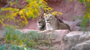 Wenn die Hormone verrücktspielen: Im Erlebnis-Zoo Hannover geht es derzeit um die schönste Nebensache der Welt. Löwenkater Basu und seine neue Gefährtin Zara haben sich in den vergangenen Wochen kennengelernt und ihre erste gemeinsame Zeit auf der Außenanlage verbracht. Und da ging es gleich zur Sache: Drei Tage lang haben Basu und Zara alles gegeben, um ihre eigene Art zu erhalten.