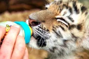 Große Sorgen bereitete zunächst der Nachwuchs im Raubtierhaus: Tigermädchen Alisha ist ein Flaschenkind.