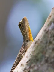 Close up of a flying dragon lizard in the tree