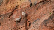 Climbing Goats
