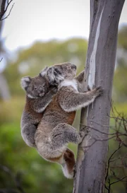 Bei ihrer Geburt sind Koalajunge nur zwei Zentimeter groß und bleiben so lange bei ihrer Mutter, bis der nächste Nachwuchs in den Beutel schlüpft.
