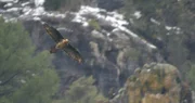 Ein Bartgeier fliegt in der Sierra de Cazorla.