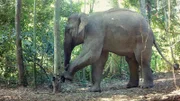 Ein Elefant zerstört eine der Kamerafallen, mit denen das Film-Team automatisiert Aufnahmen der grauen Riesen im Nationalpark von Kui Buri machte. Und das war beileibe nicht der einzige derartige Schadensfall...