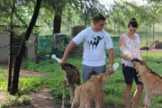 Raising Wildlife: Aufzucht in der Wildnis