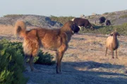 Die älteste Hunderasse Portugals: der Serra-da-Estrela-Berghund