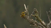 Der seltene Schottische Kreuzschnabel ist die einzige endemische Vogelart im Vereinigten Königreich.