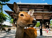 Sikahirsch Cervus Nippon, das darauf wartet, gefüttert zu werden, im Todaiji-Tempel, Nara, Honshu-Insel, Japan