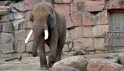 Elefantenbulle Tembo im Tierpark Berlin.