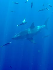 Great White Shark in ocean as light beams through.