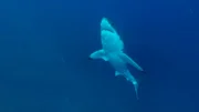 Great White Shark’s under belly in ocean.