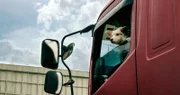 Reisende Hund auf dem Weg zu neuen Reise mit LKW Auto.