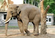 Elefantenbulle Victor