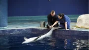 Dolphin with Staff