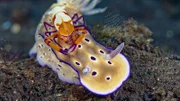 Eine Imperator-Garnele lebt in Partnerschaft, in Symbiose mit einer Prachtsternschnecke. Die Garnele hält sie sauber und ernährt sich von Nahrungsresten, die am weichen Körper der Schnecke kleben.