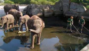 Großreinemachen im Elefantenrevier des Tierparks.