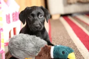 Labradorwelpe Hunter sollte man nie allein zu Hause lassen ...